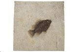 Elegant Fossil Fish (Cockerellites) - Wyoming #233847-1